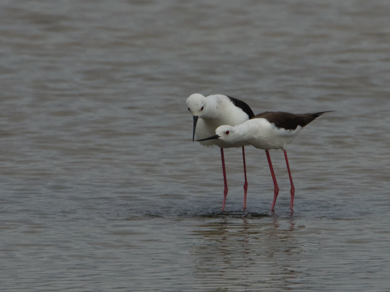 Himantopus himantopus Black-Winged Stilt Steltkluut